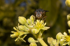 Calliphora albifrontalis