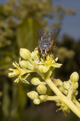 Calliphora albifrontalis