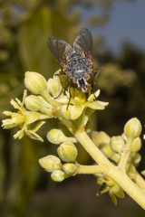 Calliphora albifrontalis