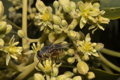 Calliphora albifrontalis