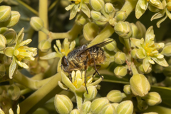 Calliphora albifrontalis