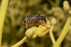 Calliphora albifrontalis