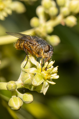 Calliphora albifrontalis