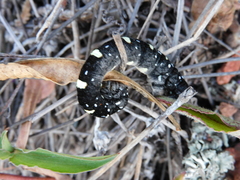 Acronyctodes mexicanaria