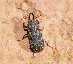 Ceratognathus macrognathus