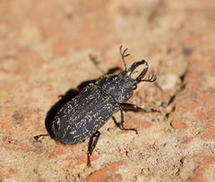 Ceratognathus macrognathus