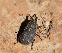 Ceratognathus macrognathus