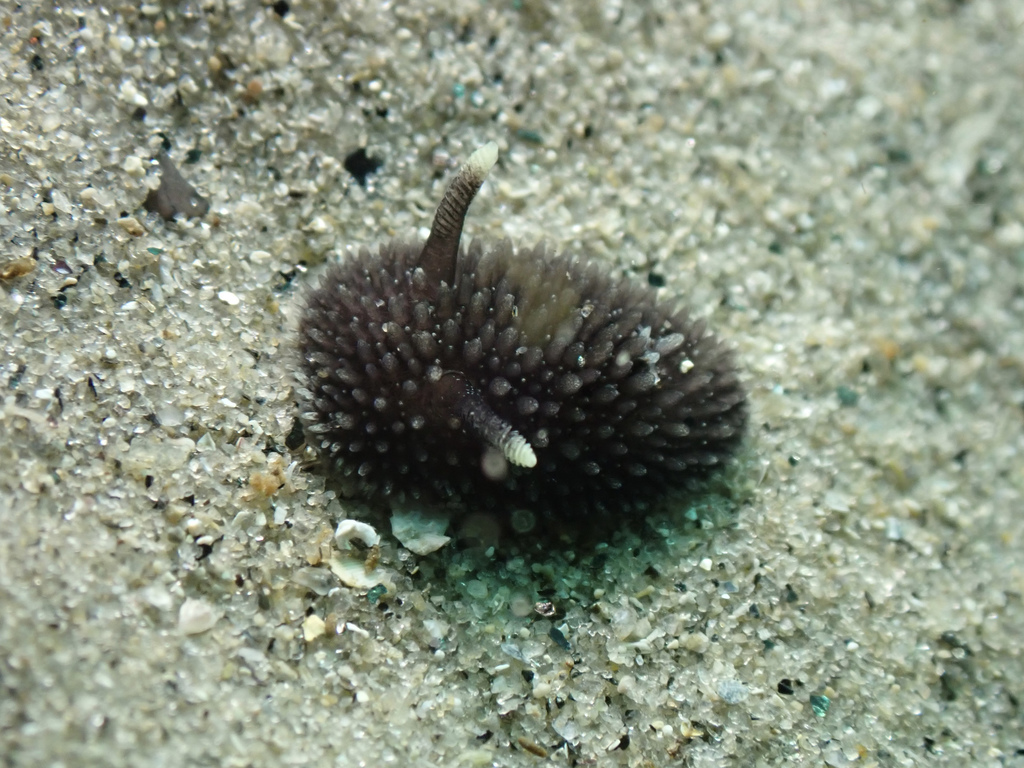 Brown Horned Dorid