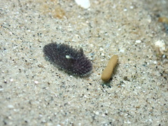 Acanthodoris brunnea
