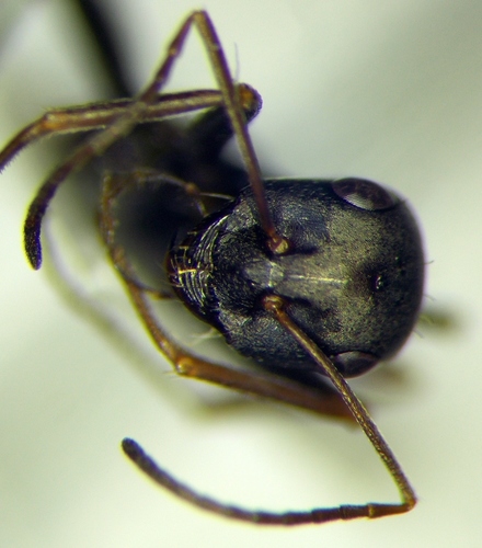 Cataglyphis aenescens