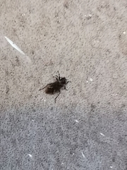 Nysius huttoni