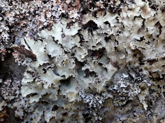 Pseudocyphellaria glabra