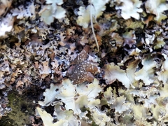 Pseudocyphellaria glabra
