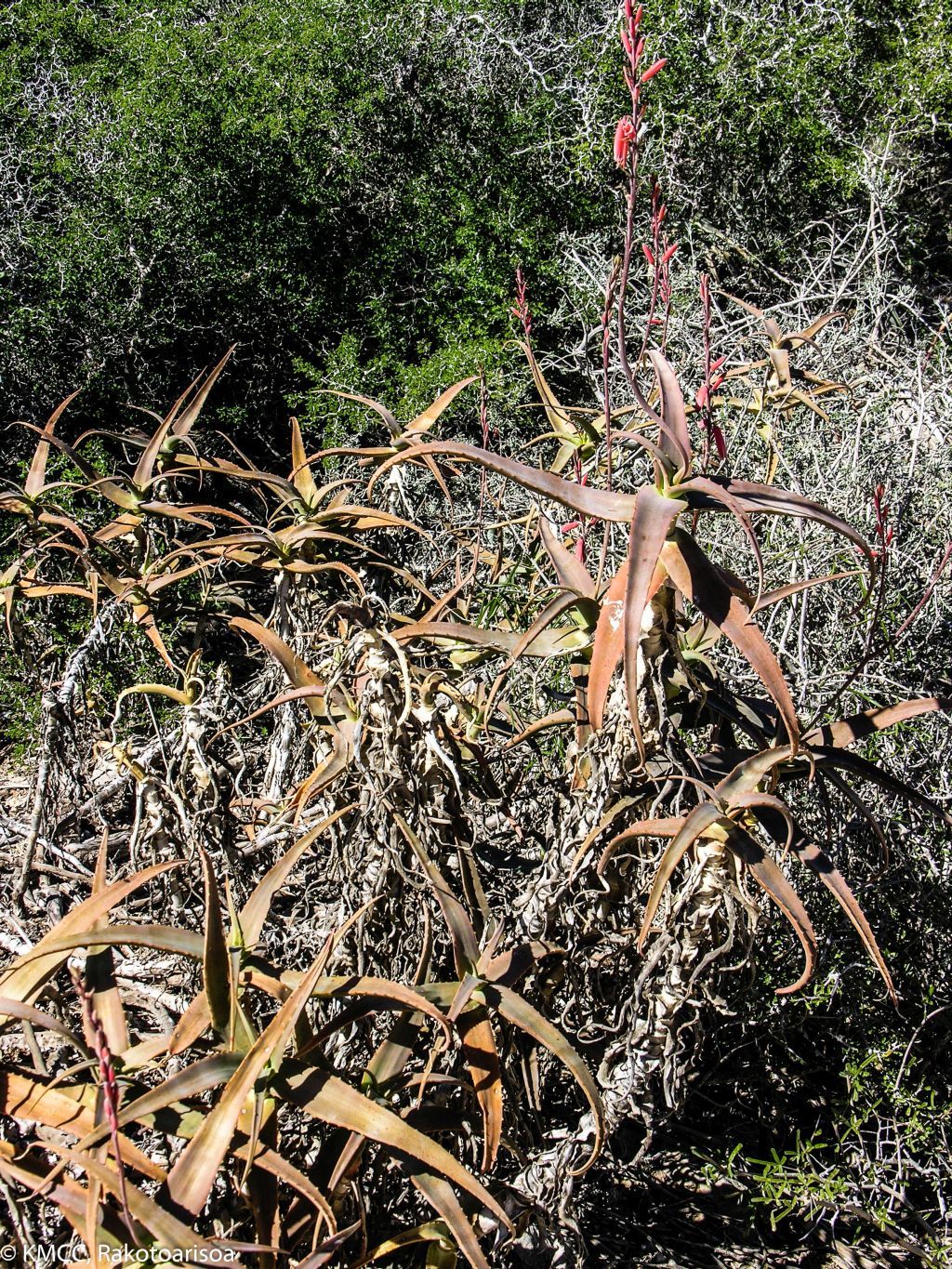 Aloe acutissima ssp. itampolensis