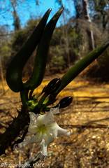 Pachypodium