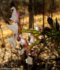 Pachypodium