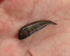 Hypseleotris