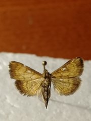 Ecpyrrhorrhoe rubiginalis