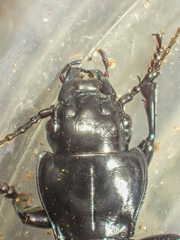 Pterostichus lama