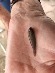 Hypseleotris