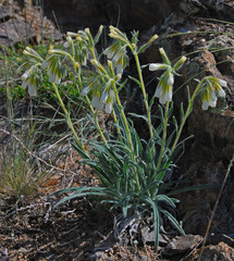 Onosma fuyunensis