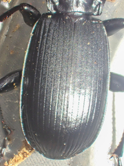 Pterostichus lama