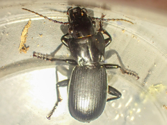 Pterostichus lama
