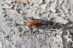 Pristaulacus rufitarsis