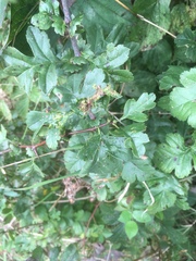 Dasineura crataegi