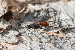 Pristaulacus rufitarsis