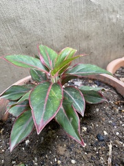 Aglaonema