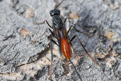 Pristaulacus rufitarsis