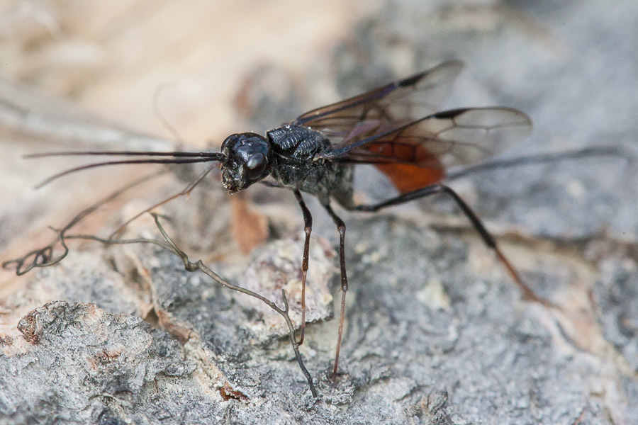 Pristaulacus rufitarsis