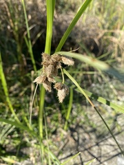 Bolboschoenus robustus