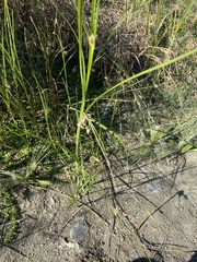 Bolboschoenus robustus