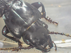 Pterostichus lama