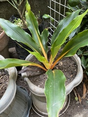 Aglaonema