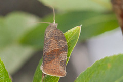 Pandemis canadana