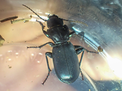 Pterostichus lama