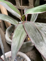 Aglaonema