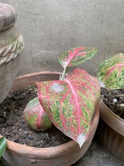 Aglaonema