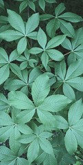 Aesculus glabra