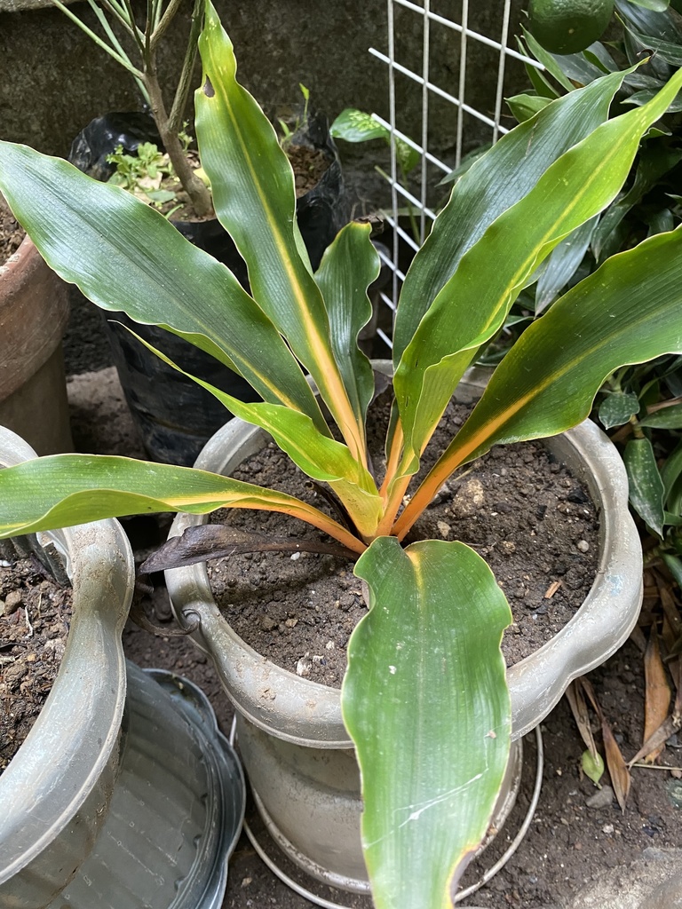 Chlorophytum filipendulum