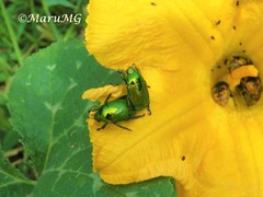 Calomacraspis splendens