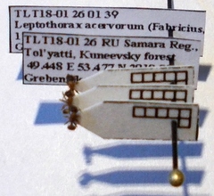 Leptothorax acervorum