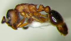 Leptothorax acervorum