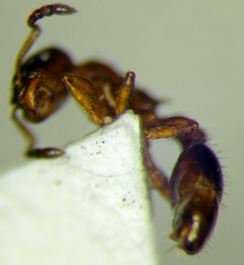 Leptothorax acervorum