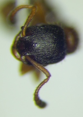 Leptothorax acervorum