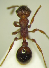 Myrmica rugulosa