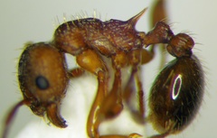 Myrmica rugulosa